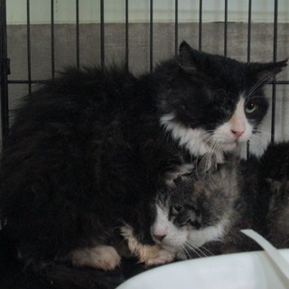 飼主亡くなり次の収容予定あり！緊急募集！！