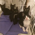 生後２ヶ月の５つ子ちゃん