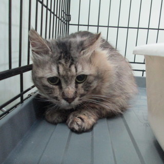 飼主亡くなり次の収容予定あり！緊急募集！！