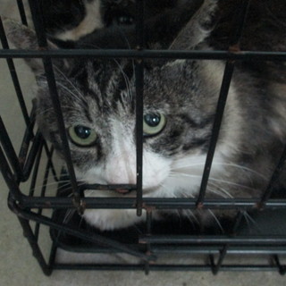 飼主亡くなり次の収容予定あり！緊急募集！！