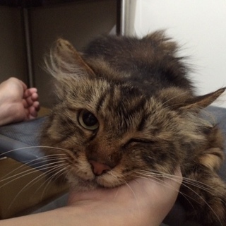 飼主亡くなり次の収容予定あり！緊急募集！！