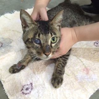 飼主亡くなり次の収容予定あり！緊急募集！！