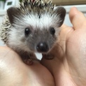 ハリーの里親募集してます！