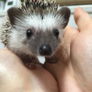 ハリーの里親募集してます！