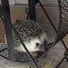 ハリーの里親募集してます！ サムネイル2
