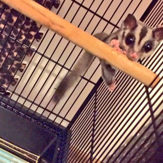 フクロモモンガの女の子！里親募集します。