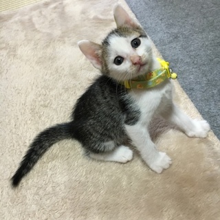 京都から生後7週間の子猫