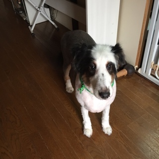 とっても温厚！シェルティー5歳！里親