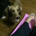里親になって下さい(._.)