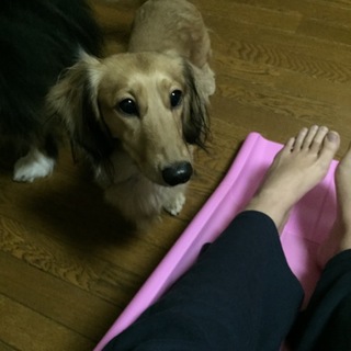 里親になって下さい(._.)