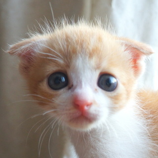 １ヶ月★人慣れ、犬慣れOK★耳垂れ茶白の男の子