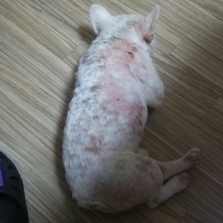 フレンチブルドッグ ♂ 里親さん募集(^^)