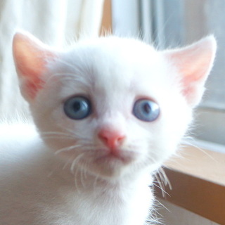 １ヶ月★人慣れ、犬慣れOK★美しい瞳の白毛オス