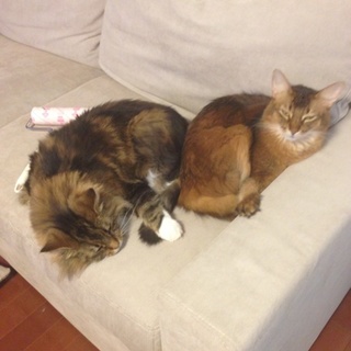 ソマリ、ノルウェージャンフォレストキャット