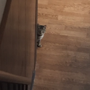 家政夫（猫）は見た！  誰も殺してませんよ(^_^;)