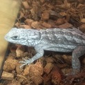 ブキオトカゲ ペア トッケイヤモリ