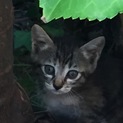 捨て猫の里親さん募集