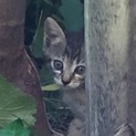 捨て猫(子猫)の里親さん募集