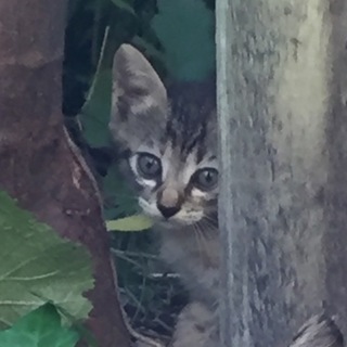捨て猫(子猫)の里親さん募集