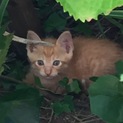 捨て猫(子猫)の里親さん募集