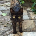 捨て猫の里親さん募集