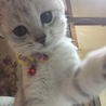 新しい首輪です。