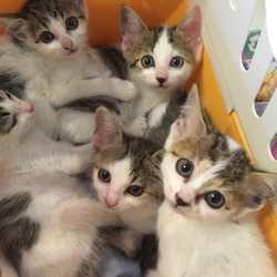 猫のなんでも相談会(ご予約不要)