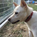 紀州犬 訓練を終え賢い家庭犬になりました。