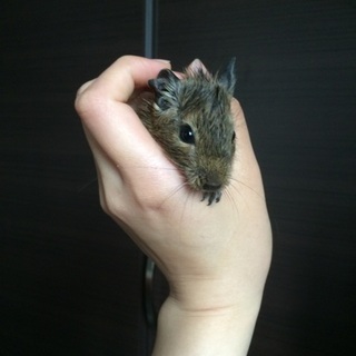 デグーベビー里親募集