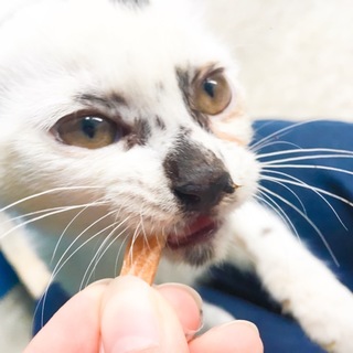 猫の親子の家族になってくれませんか？