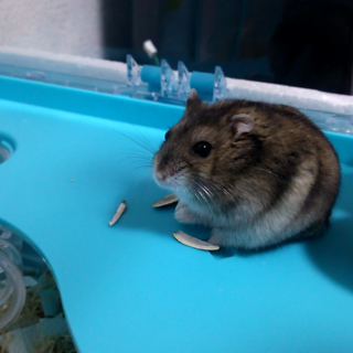 【再募】至急！ジャンガリアンハムスター里親募集