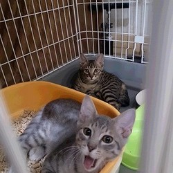 「今朝の2匹」サムネイル2