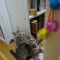 「今朝の2匹」サムネイル3