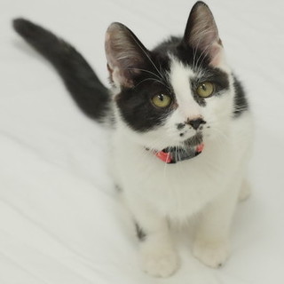 甘えっ子にゃんこ