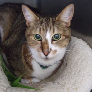 急募！高齢の猫ちゃんの里親さん募集しています