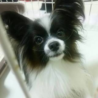 パピヨン♂３歳