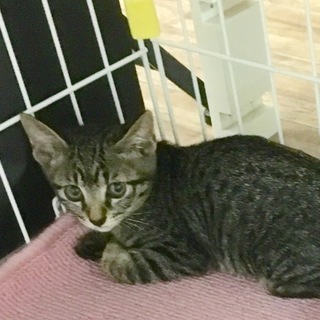 治療済み、健康状態良好なキジ猫男の子