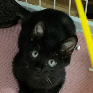 病院に治療後、健康状態も良好な黒の子猫