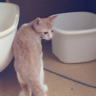 茶白の男の子です。