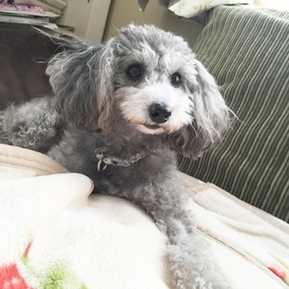 可愛いシルバーのトイプードル女の仔