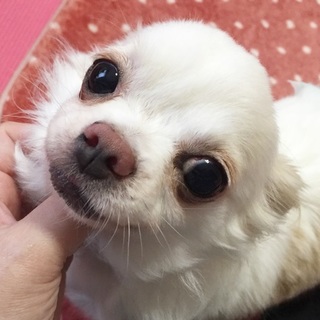 可愛いチワワの女の仔*くりーむ