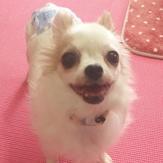 可愛いチワワの女の仔*ちーじゅちゃん