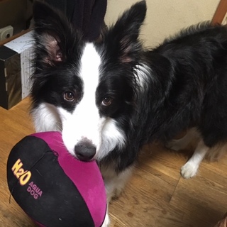元気なボーダーコリー♀ナンシー