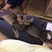 サツキ　と　メイ