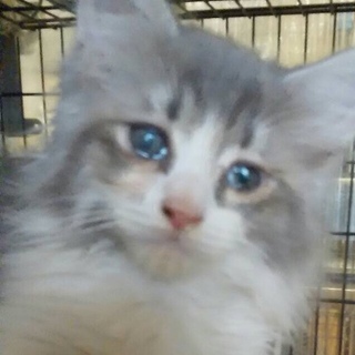 マンチカンの子猫