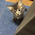 とっても人懐こい子猫ちゃん 保護してます。
