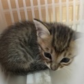 早急に探します！ 里親さん