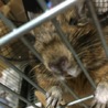 市内の里親様にお譲りします☺️ サムネイル2