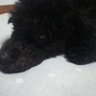 トイプー×マルチーズmix男の子2歳