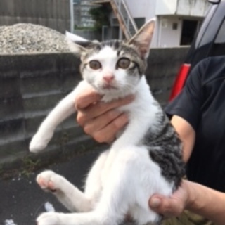 山で保護したチイちゃん素敵な里親様に決まりました